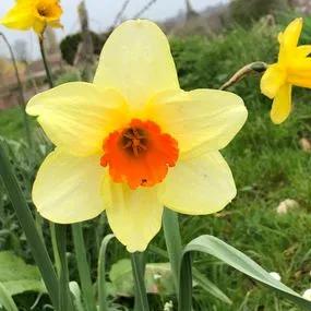 Fortune Daffodil (Narcissus Fortune) Img 4